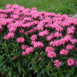 Pink Chenille Bee Balm plants topped with pink blooms.