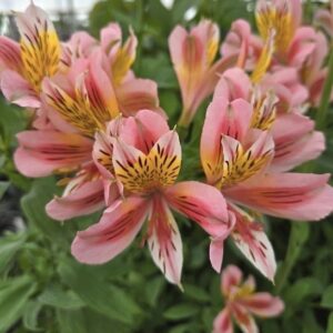 Pink Coral Alstroemeria seedling stems of pink coral flowers against green foliage.