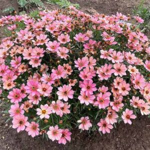 Pink Coreopsis plant mound covered with pink petalled flowers.