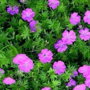 Pink cranesbill flowers viewed against its lacey, deeply-lobed and bright green, cut leaves.
