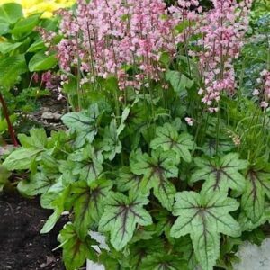 Pink Fizz foamy bells plant in a planter.