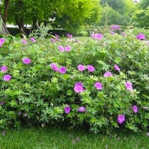 Wonderful small swaths of Pink Hardy Geranium plants in bloom.