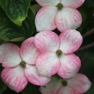 Pink Kousa Dogwood tree pink and white flowers.