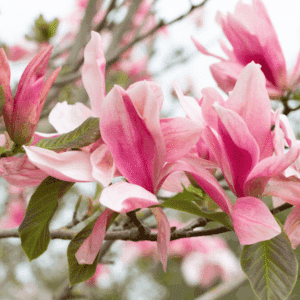 Pink Magnolia blooms in shades of pink and white, on the branch.
