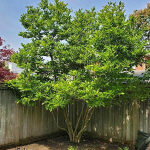 Pink Magnolia plant in full leaf in summer.
