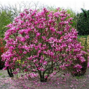 Pink Magnolia plant blooms before leaves unfurl.