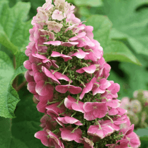 Pink Oakleaf Hydrangea panicle.