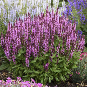Pink Profusion Sage with tall spikes of dark pink flowers.