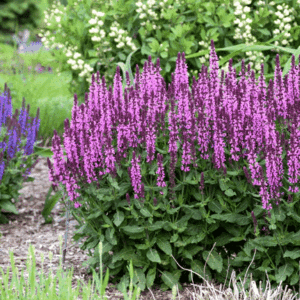 Pink Sage plant with dense foliage and tall spires of dark pink blooms.