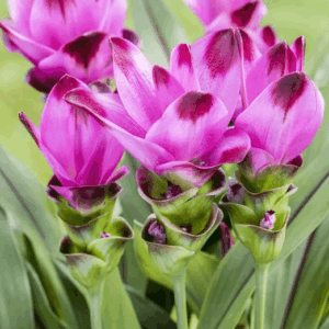 Pink Siam Ginger two-toned pink inflorescence.