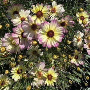 Pink Tickseed plant variegated flowers in yellow with brushes of pink on the outer edges of the petals.