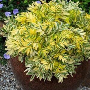 A pot of Polemonium pulcherrimum Golden Feathers with its high contrast yellow and green foliage.