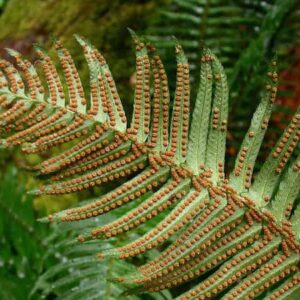 The underside of a Polystichum munitum leaf showing attractive sori, pairs of dot-like spore cases, one on each side of the leaflet's midrib.