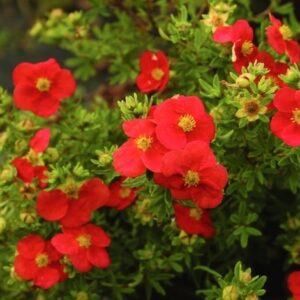 Potentilla fruticosa MARIAN RED ROBIN Marrob shrubby foliage and red flowers.
