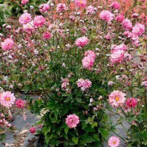 Pink Puff Japanese Anemone plant with a green foliage mound and pink, double pom pom flowers on tall stems.