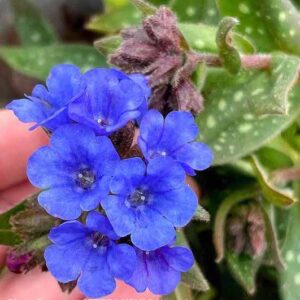 Pulmonaria NOVA Cobalt pretty blues flowers close up.
