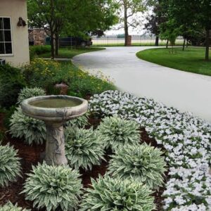 Mounds of Pulmonaria Raspberry Frost with it's pretty silver dappled, green leaves in a border.