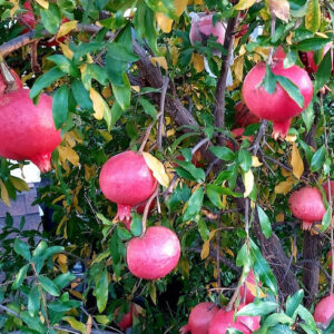 Punica granatum Parfianka tree with red fruits hanging on it.