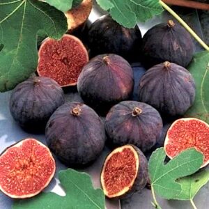Purple Fig Tree very ripe purple thin skinned fruits, with a fulsome red flesh.