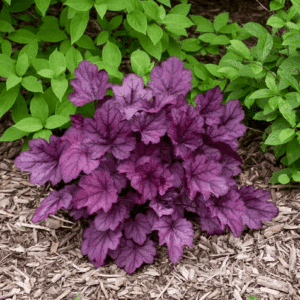 Purple heuchara large, purple foliage with grey veining.