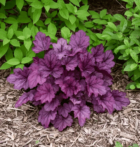 Purple Coral Bells | Wild Rose Coral Bells | Purple Heuchera