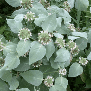 Pycnanthemum muticum pale silver grey green foliage.