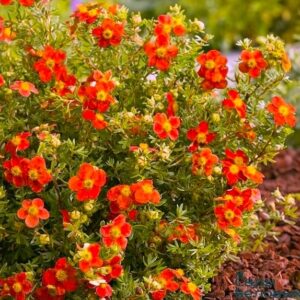 Red Cinquefoil shrub with a round habit covered in flowers.