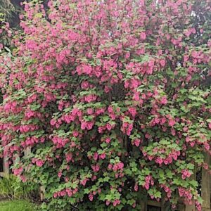 Red Flowering Currant Bush.