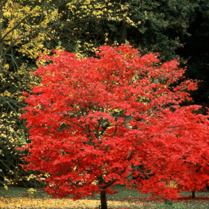 A Red Japanese Maple tree with gorgeous fall red leaves against a backdrop of yellow-leaved trees.