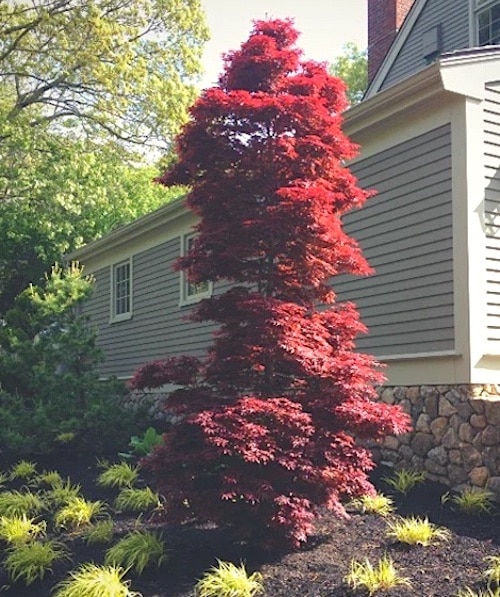 Red Dwarf Japanese Maple Tree | Twombly's Red Sentinel Maple