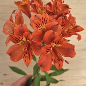 A beautiful stem of Red Orange Alstroemeria seedling vibrant orange blooms.