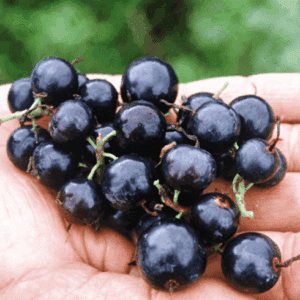 A handful of large, black Ribes odoratum Crandall currants.