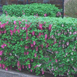 Ribes sanguineum King Edward VII box-trimmed hedge with stunning racemes of ruby-red flowers hanging down.