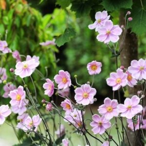 Robustissima Anemone pretty, pink, open-cupped, blooms facing the sun.