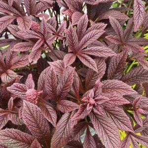 Rodgersia Bronze Peacock foliage of bronzed reds.