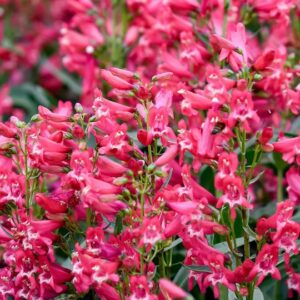 Rose rhinestones beardtongue tall flower spikes of deep pink flowers.