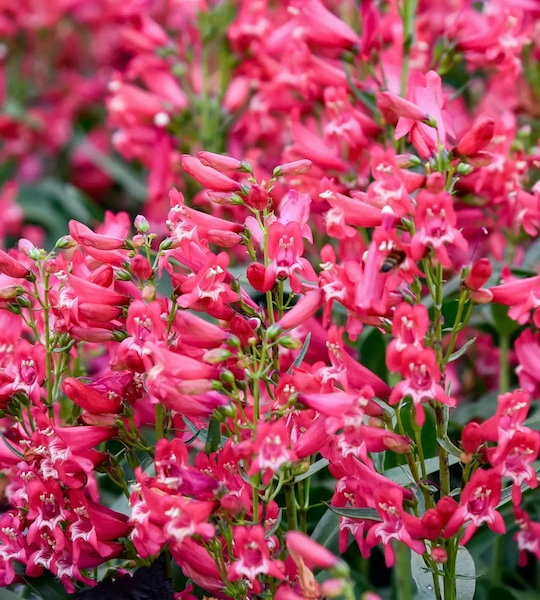 Pink Beardtongue | Rose Rhinestones Pink Penstemon