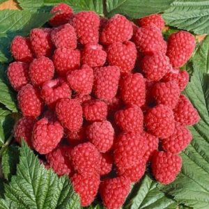 Fresh-picked, red Rubus idaeus Tulameen.