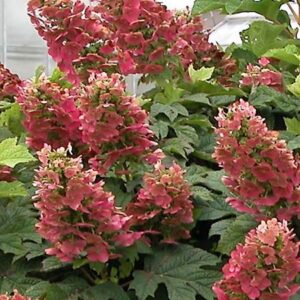 Ruby Slippers Hydrangea large flower panicles in reds and pinks.