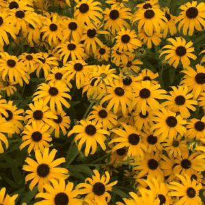 A swath of Rudbeckia American Gold Rush flowers with deep yellow flowers with dark brown cone centres.