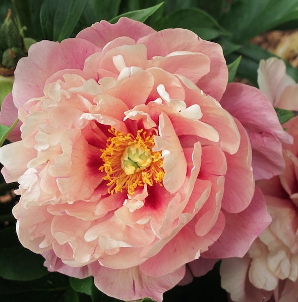 Pink Itoh Peony | Double Bubble Pink Itoh Peony |Salmon Peony