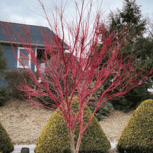 Sango Kaku Japanese Maple Tree red winter bark and branches.