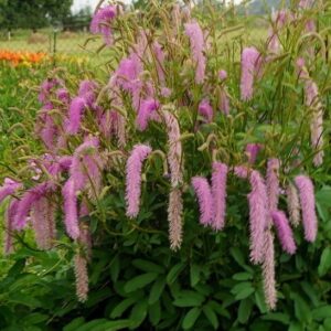 Sanguisorba hakusanensis Lilac Squirrel plant shwoing off its long, bushy, pink bottlebrush flowers.