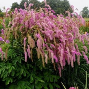 Sanguisorba Lilac Squirrel with tall, arching flower stems of long, fluffy, pinkish-purple “squirrel tail” bottlebrush flowers.