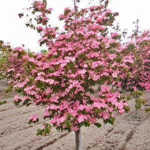 Satomi Dogwood tree covered in pink blooms.