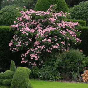 Gorgeous, full Satomi Kousa Dogwood bush covered in pink flowers.