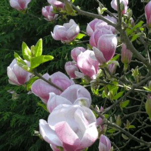 Saucer Magnolia gorgeous cup-shaped, pink and white blooms.