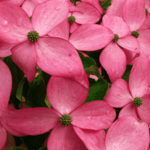 Scarlet Fire Japanese Dogwood beautiful, star-shaped, pink blooms.