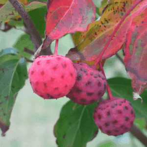 Scarlet Fire Kousa Dogwood tree pink, round fruit.