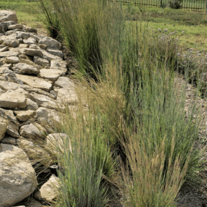 A row of Schizachyrium scoparium Jazz ornamental grasses in a border.